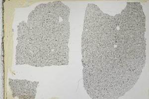 Plane Polarized, S37808