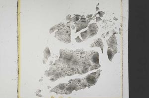 Plane Polarized, S37821