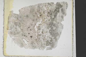 Plane Polarized, S37832