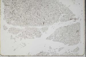 Plane Polarized, S37838