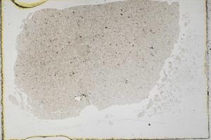 Plane Polarized, S37842