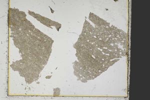 Plane Polarized, S37862