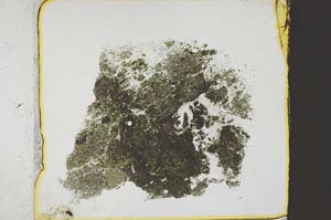 Plane Polarized, S37955