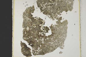 Plane Polarized, S37981