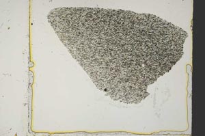 Plane Polarized, S38102