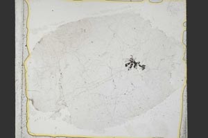 Plane Polarized, S38428