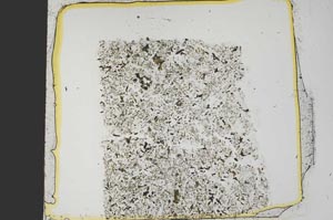 Plane Polarized, S38435