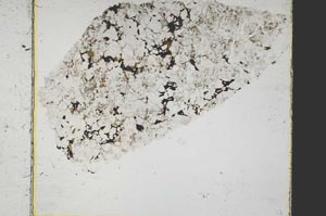 Plane Polarized, S38445