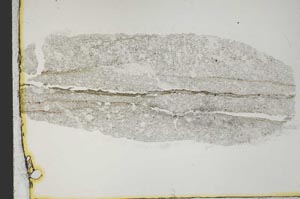 Plane Polarized, S38478