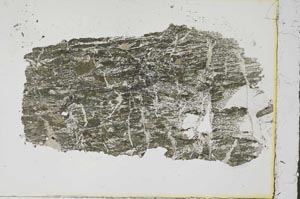 Plane Polarized, S38519