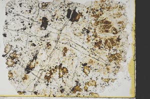 Plane Polarized, S38527