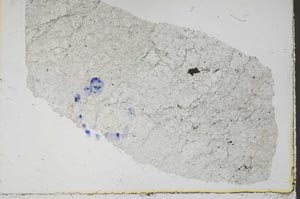 Plane Polarized, S38528