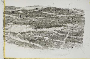 Plane Polarized, S38544
