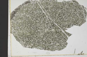 Plane Polarized, S38552