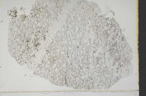 Plane Polarized, S38559