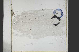 Plane Polarized, S38627