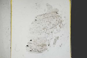 Plane Polarized, S38632