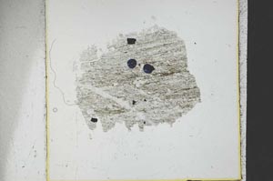 Plane Polarized, S38661