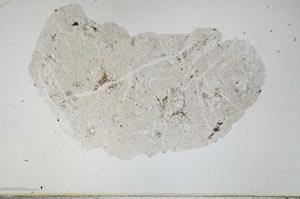 Plane Polarized, S38684