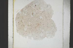 Plane Polarized, S38685
