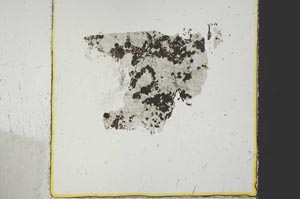 Plane Polarized, S38762