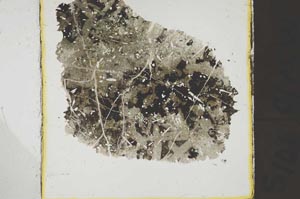 Plane Polarized, S38782