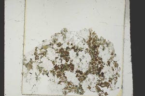 Plane Polarized, S38839