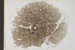 Plane Polarized, S38891