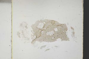 Plane Polarized, S38905