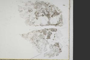 Plane Polarized, S38941