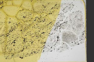 Plane Polarized, S38974