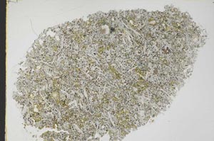 Plane Polarized, S39027