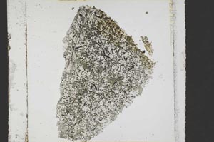 Plane Polarized, S39125