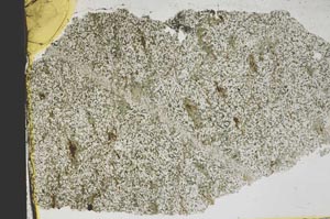 Plane Polarized, S39130