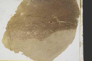 Plane Polarized, S39153