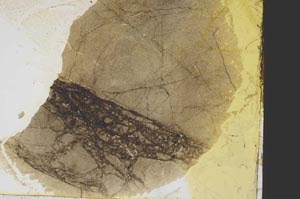 Plane Polarized, S39172