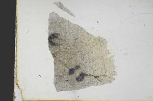 Plane Polarized, S39176