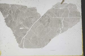 Plane Polarized, S39194