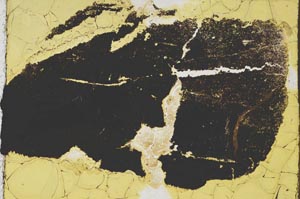 Plane Polarized, S39207