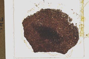Plane Polarized, S39216