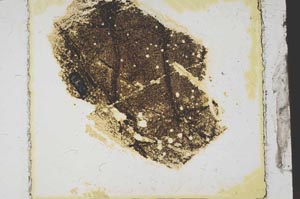 Plane Polarized, S39223