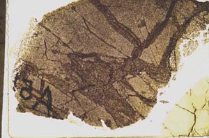 Plane Polarized, S39228