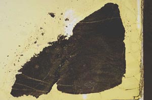 Plane Polarized, S39232