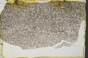 Plane Polarized, S39324