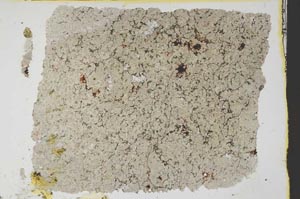 Plane Polarized, S39392