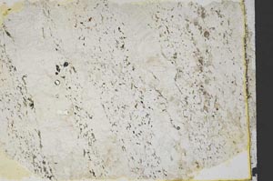 Plane Polarized, S39406