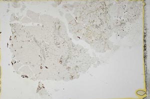 Plane Polarized, S39441