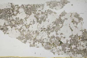 Plane Polarized, S39473