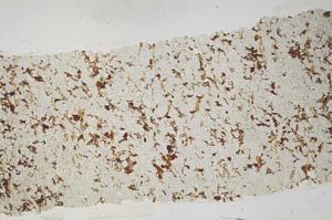 Plane Polarized, S39495