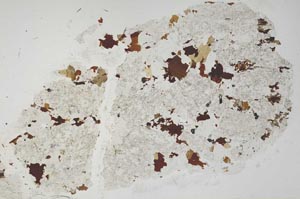 Plane Polarized, S39498